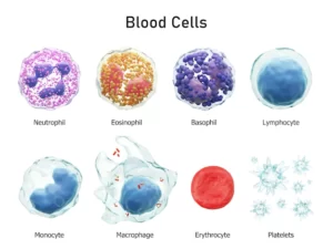 血液のがんが進行すると血球が減っていきます。白血球は増えることもあります。